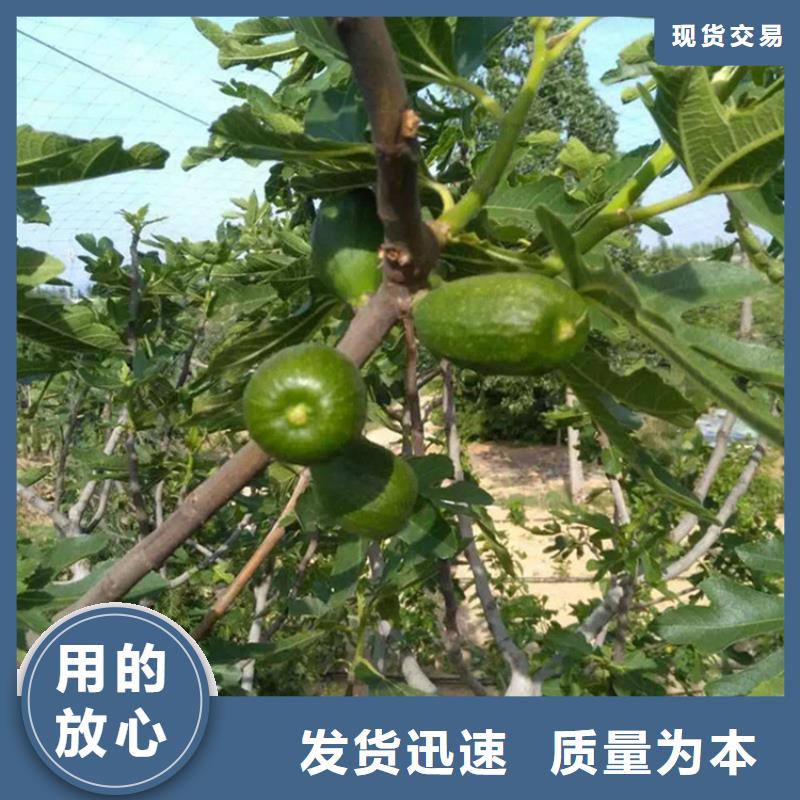 无花果杏树苗物流配货上门支持定制加工