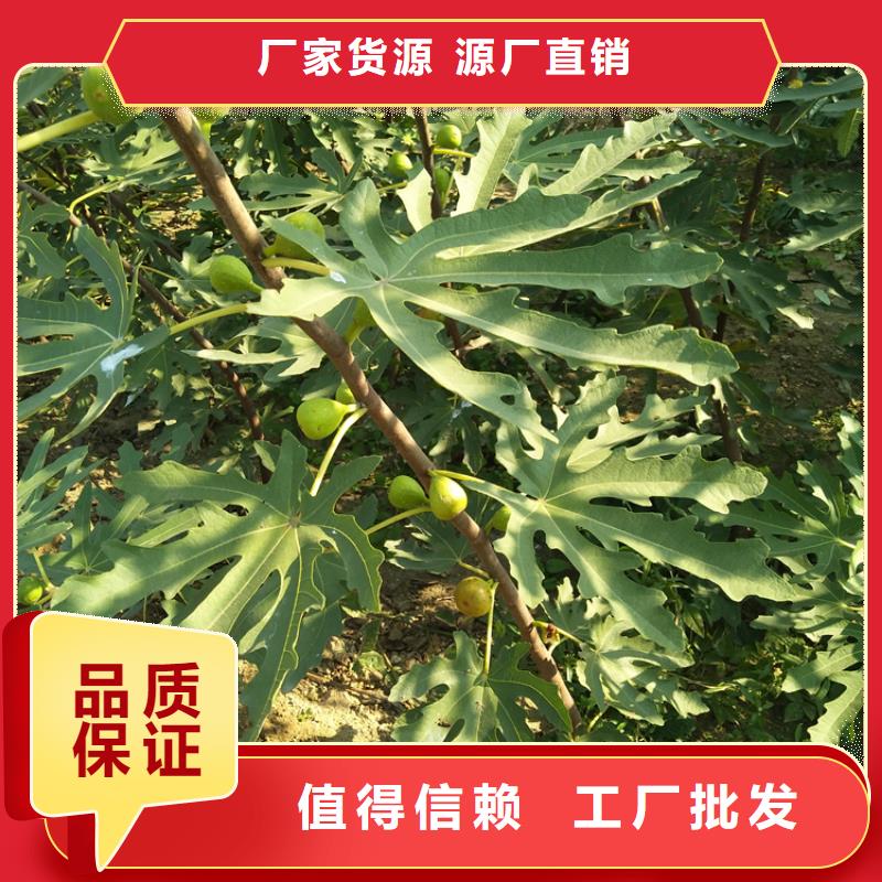 无花果,苹果苗常年供应对质量负责