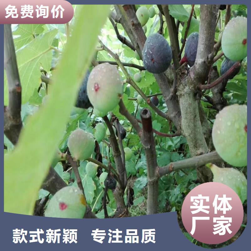【無花果,櫻桃苗可接急單】精選廠家好貨