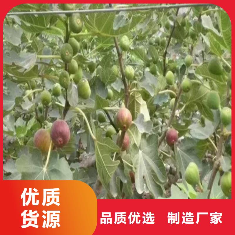 无花果樱桃苗满足客户所需拥有多家成功案例