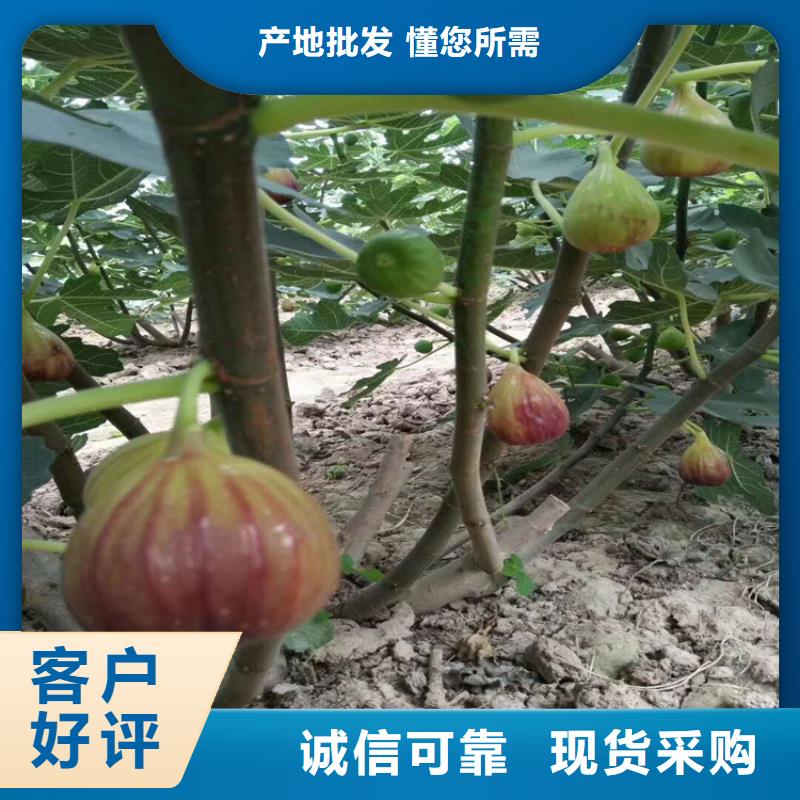 无花果李子苗质量不佳尽管来找我产地直销