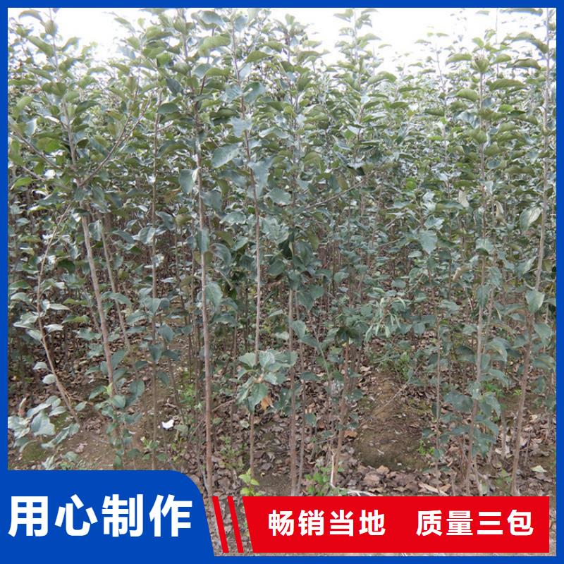 【蘋(píng)果】石榴樹(shù)支持大批量采購(gòu)源頭廠家經(jīng)驗(yàn)豐富