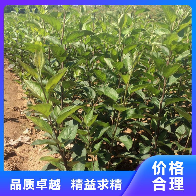 蘋果杏樹苗廠家實力大廠家直營