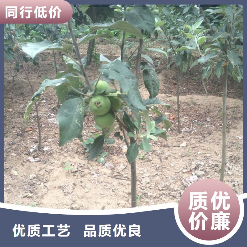 【蘋果】桃樹苗真誠合作本地公司