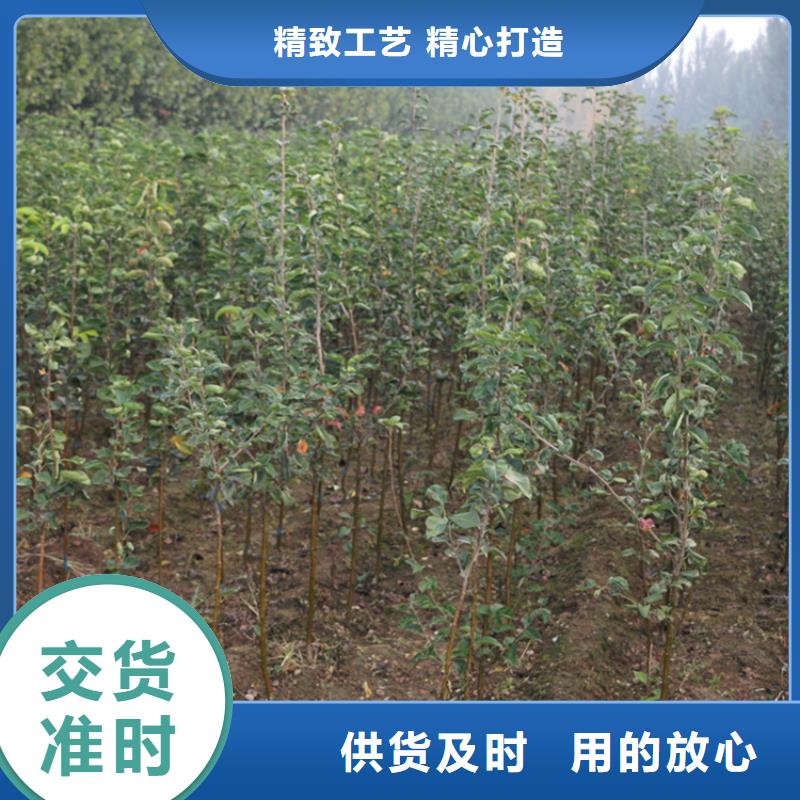 蘋果櫻桃苗拒絕差價拒絕差價