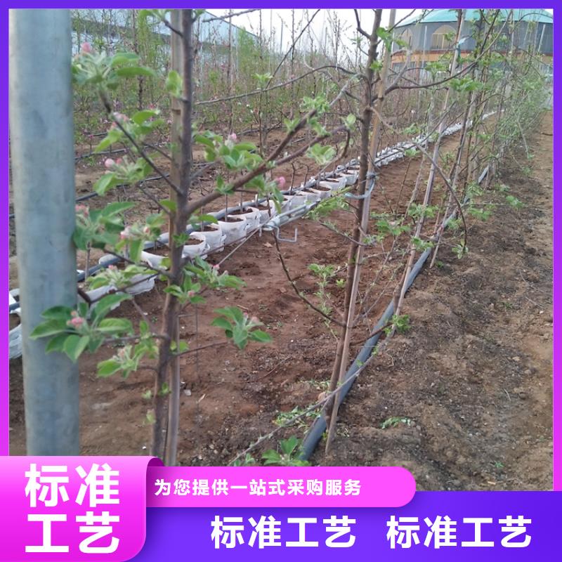 【蘋(píng)果蘋(píng)果苗一站式采購(gòu)商家】經(jīng)驗(yàn)豐富品質(zhì)可靠