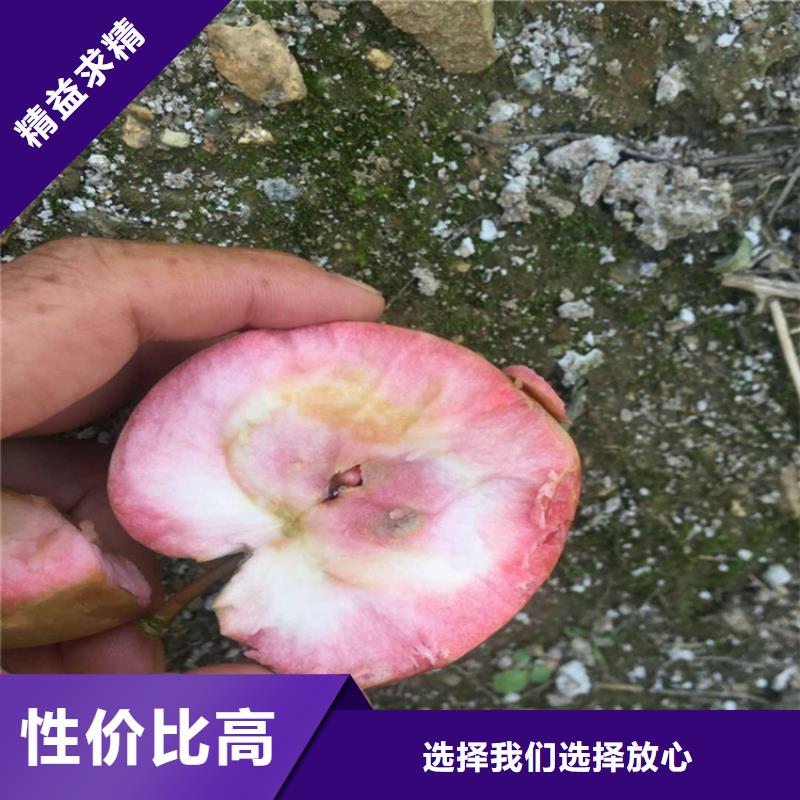 苹果-蓝莓苗质检严格放心品质本地经销商