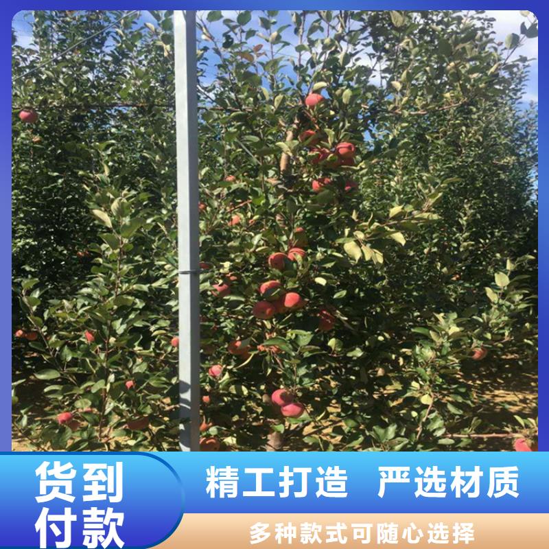 【苹果樱桃苗好厂家有担当】品牌大厂家