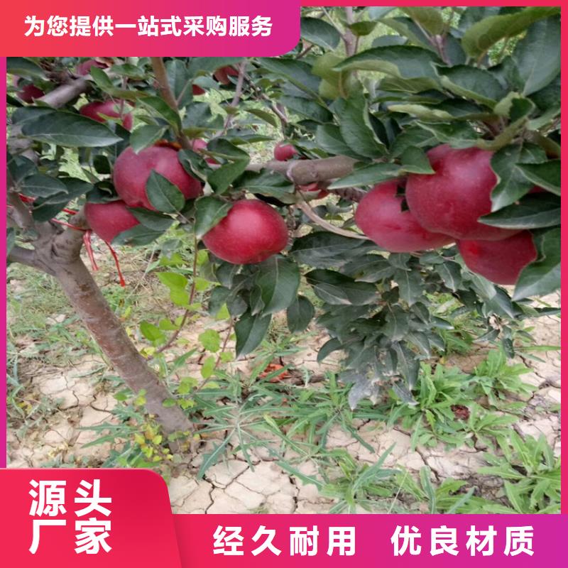 苹果无花果苗款式多样[当地]厂家