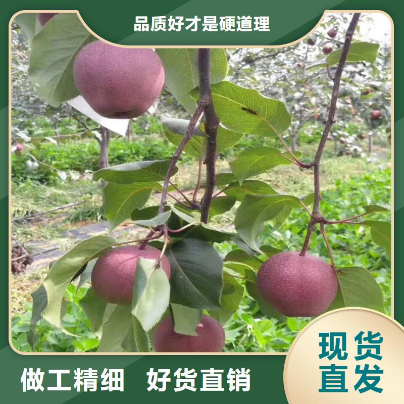 蘋果【葡萄苗】全新升級品質保障同城貨源