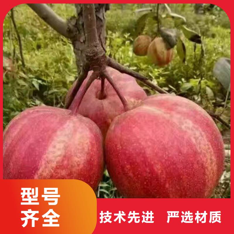 梨樹(shù)【蘋(píng)果苗】免費(fèi)寄樣本地品牌