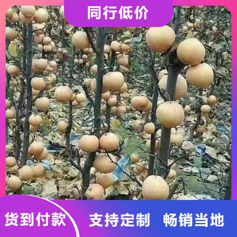 红梨树苗适合种植地区值得信赖