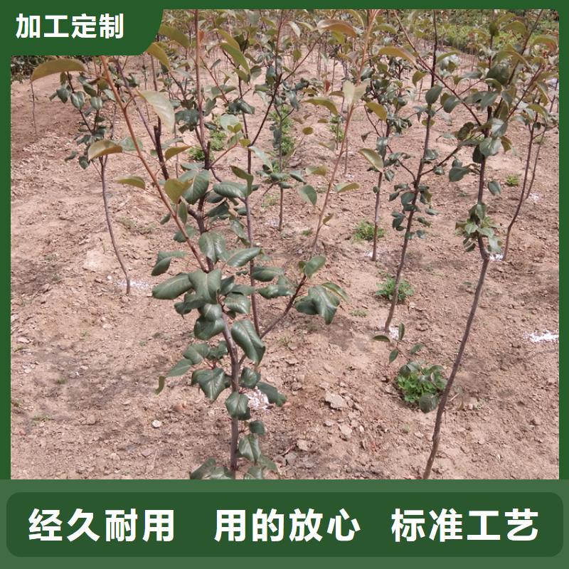 梨樹(shù)蘋(píng)果苗每一處都是匠心制作多種規(guī)格庫(kù)存充足