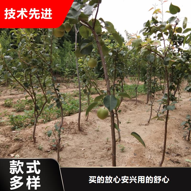 紅梨樹苗一畝地多少棵自貢