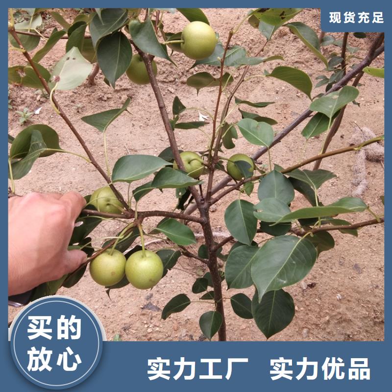 梨樹-櫻桃苗擁有多家成功案例當地服務商