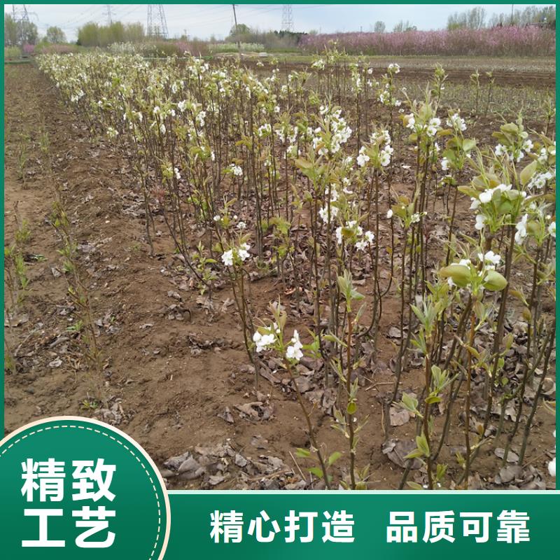 三紅梨樹苗批發零售烏魯木齊