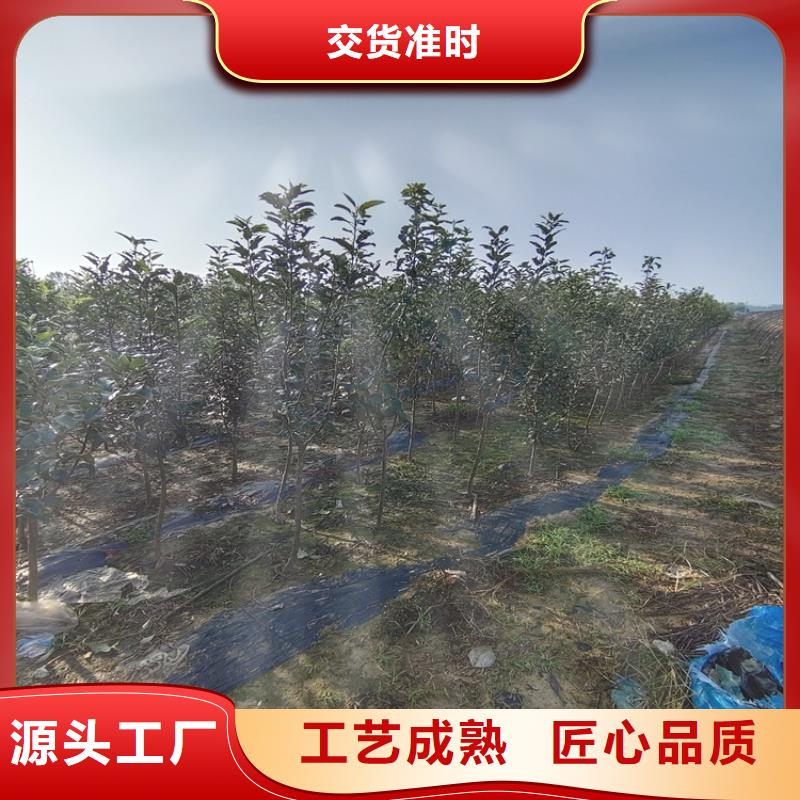 【梨樹】櫻桃苗好品質經得住考驗用心做好細節