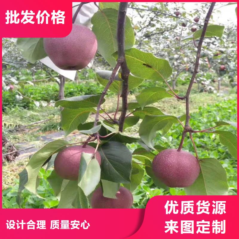 彩虹梨樹苗價格張家口