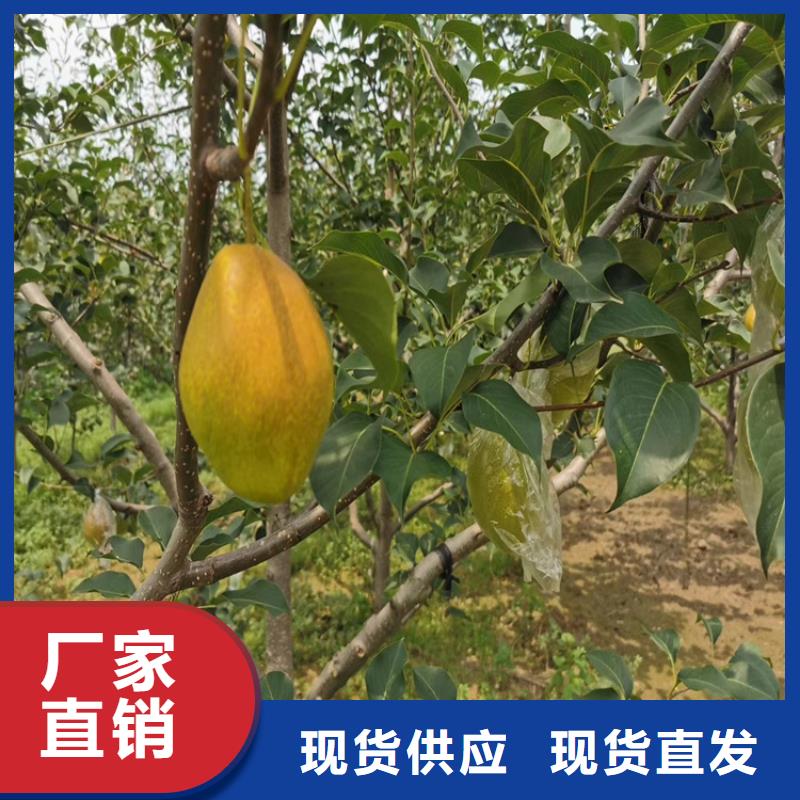 紅梨苗規格瀘州