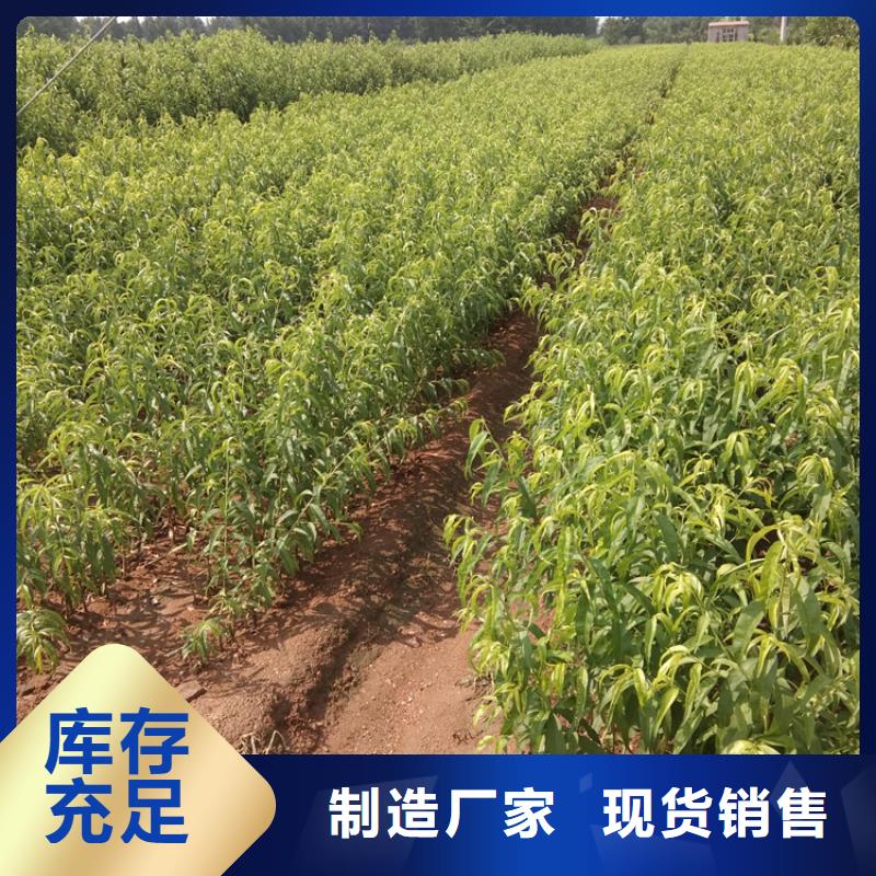 桃樹苗種植技術/軒園園藝場當地制造商