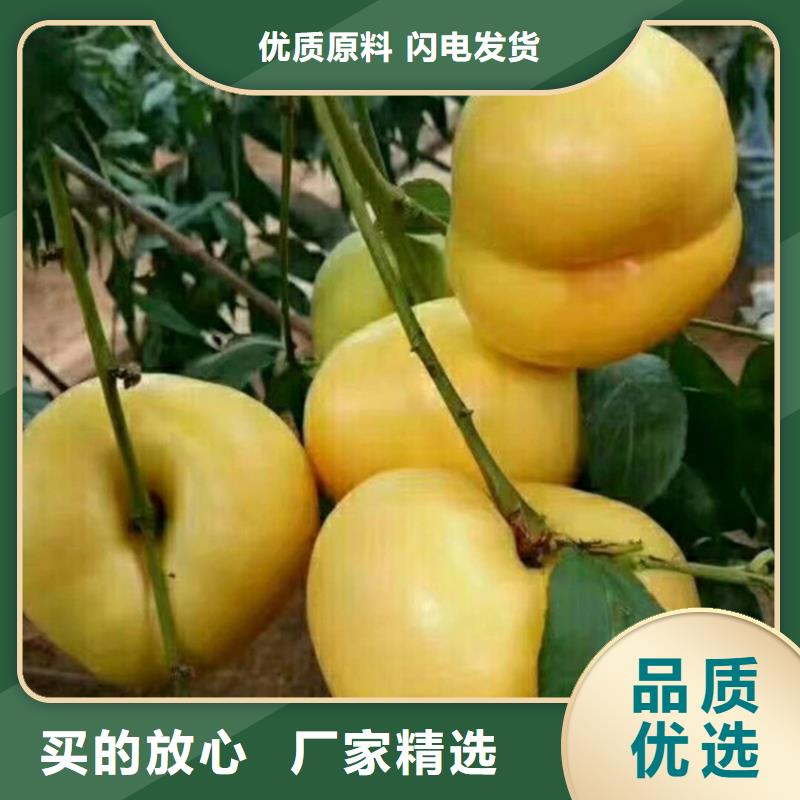 ?桃蘋果苗產地源頭好貨生產經驗豐富