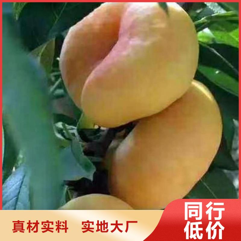 【桃】石榴苗商家直供專業(yè)生產(chǎn)N年