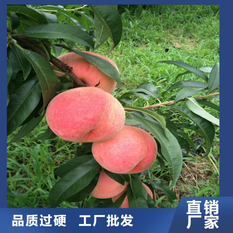 桃梨樹(shù)苗精心選材市場(chǎng)行情