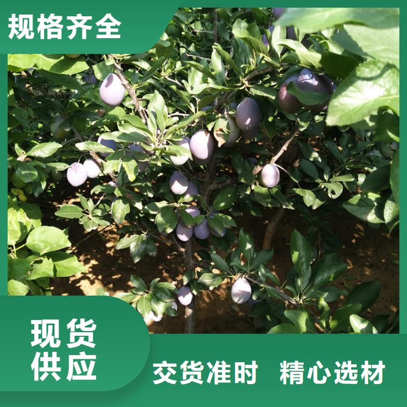 西梅李子苗批發零售秦皇島