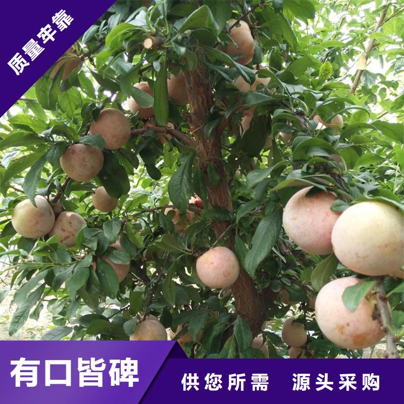 藍蜜李子樹采摘園批發零售專注細節更放心