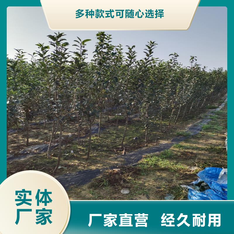 國豐李子苗一畝地多少棵唐山