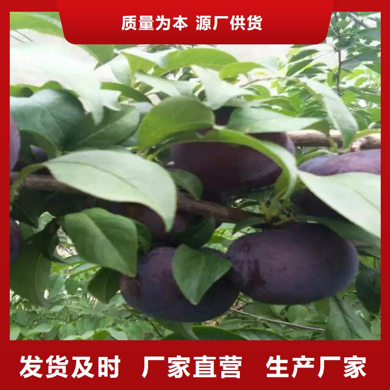 李子櫻桃苗商家直供本地制造商