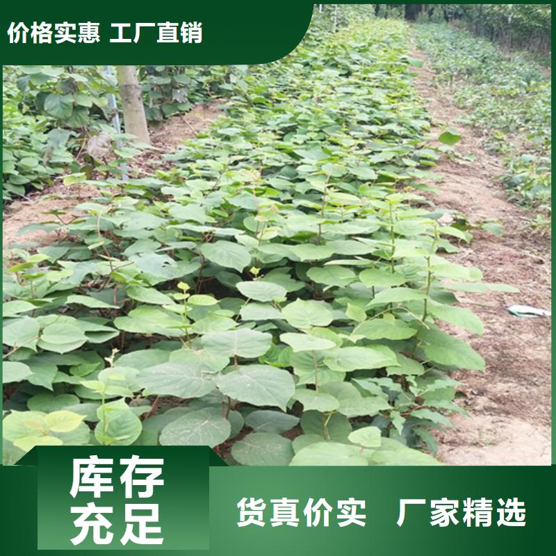 獼猴桃梨樹苗廠家質量過硬放心購