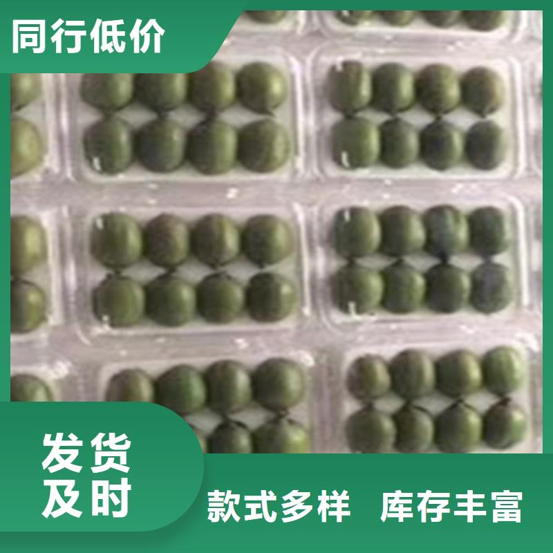 獼猴桃蘋(píng)果苗現(xiàn)貨充裕當(dāng)?shù)毓?yīng)商