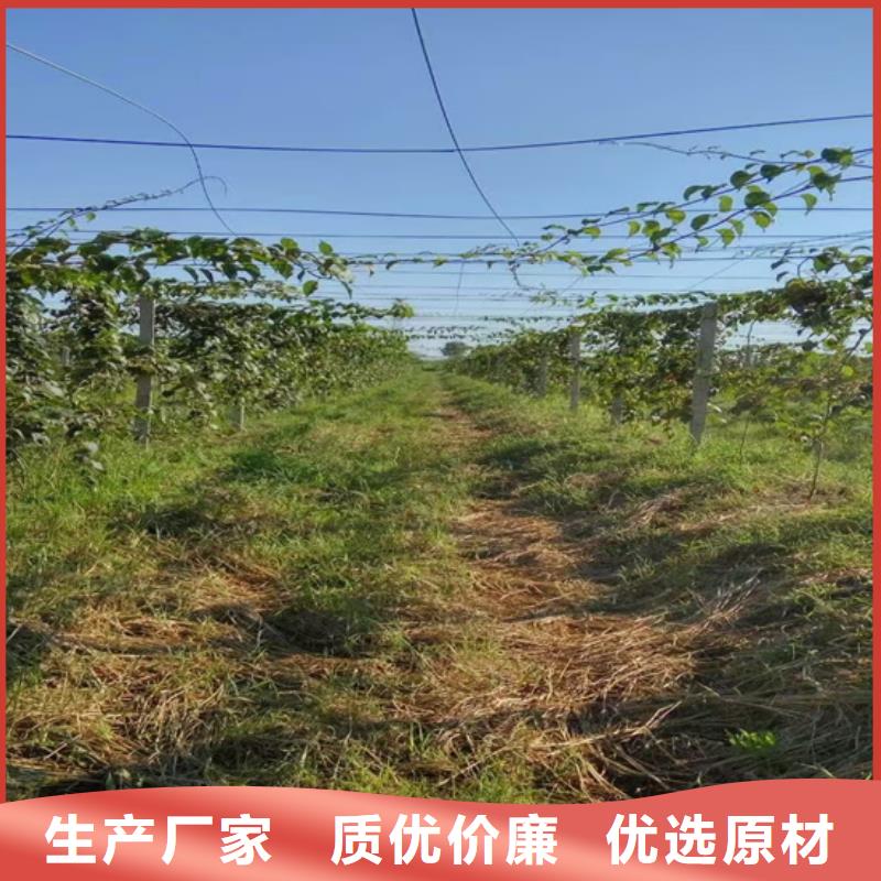 奇异果苗种植基地讲信誉保质量