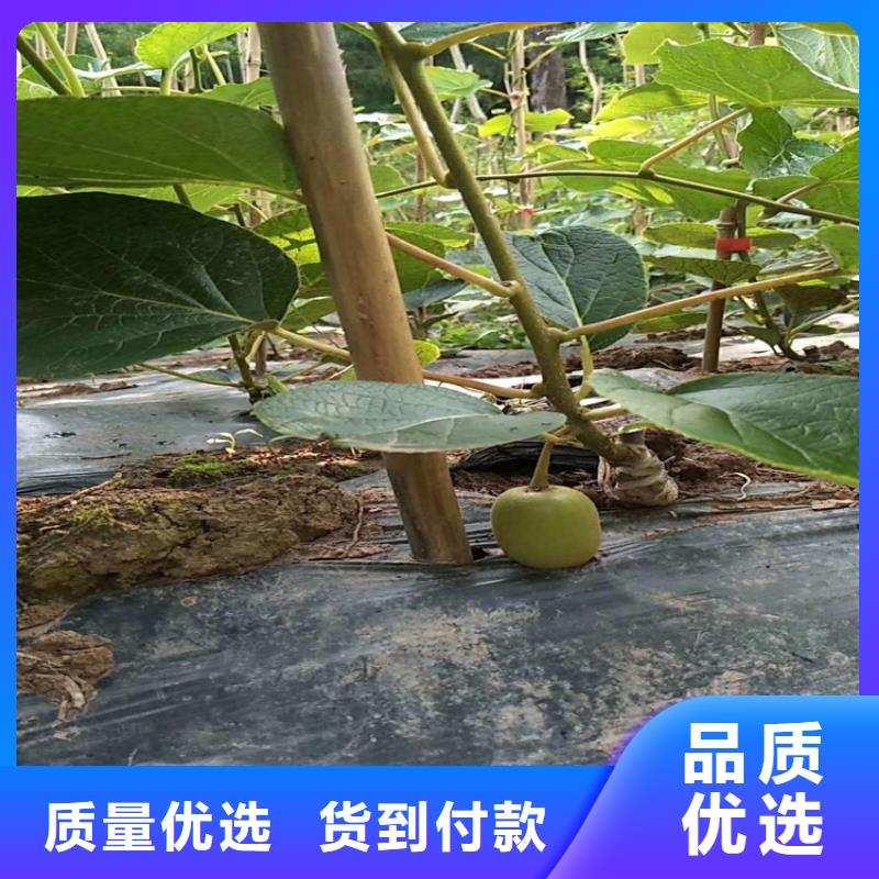 【獼猴桃獼猴桃苗現貨充裕】當地生產廠家