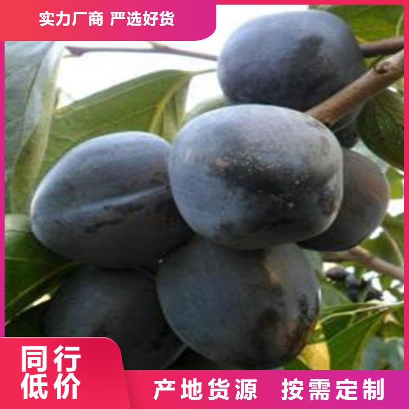柿子櫻桃苗有實力有經驗廠家直營