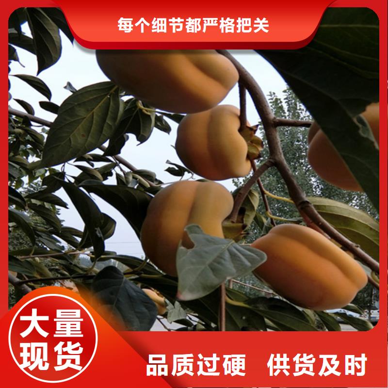 柿子蘋果苗規格型號全工廠批發
