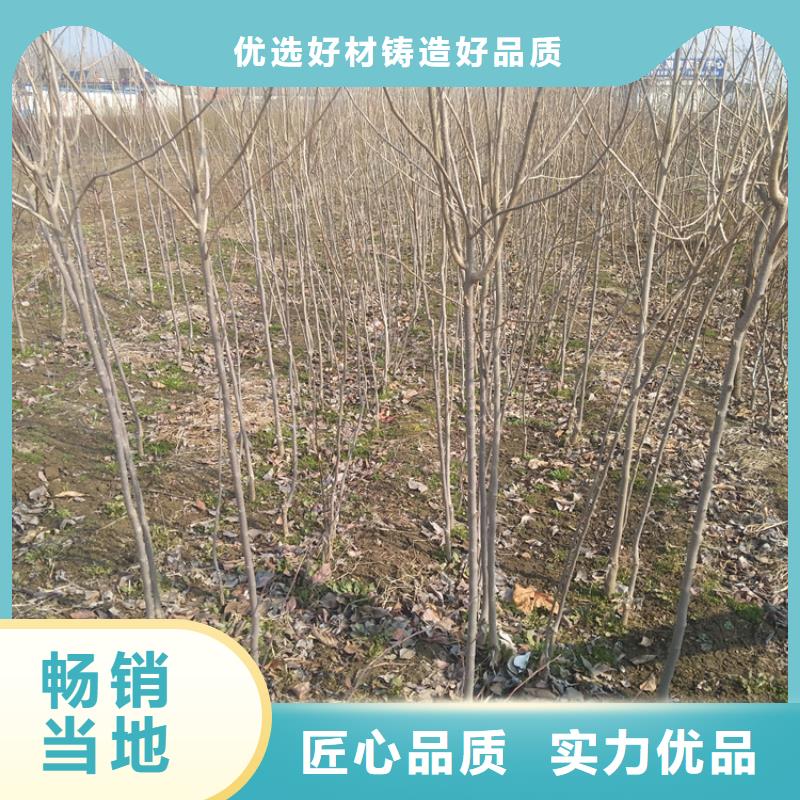 柿子-櫻桃苗送貨上門(mén)實(shí)力優(yōu)品