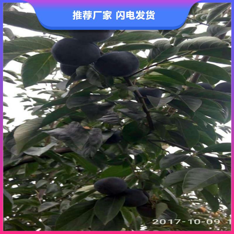 柿子-【櫻桃苗】精挑細(xì)選好貨符合行業(yè)標(biāo)準(zhǔn)
