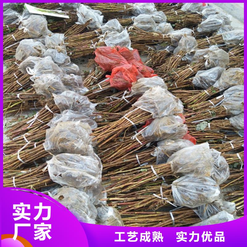 树莓樱桃苗厂家批发价【当地】货源