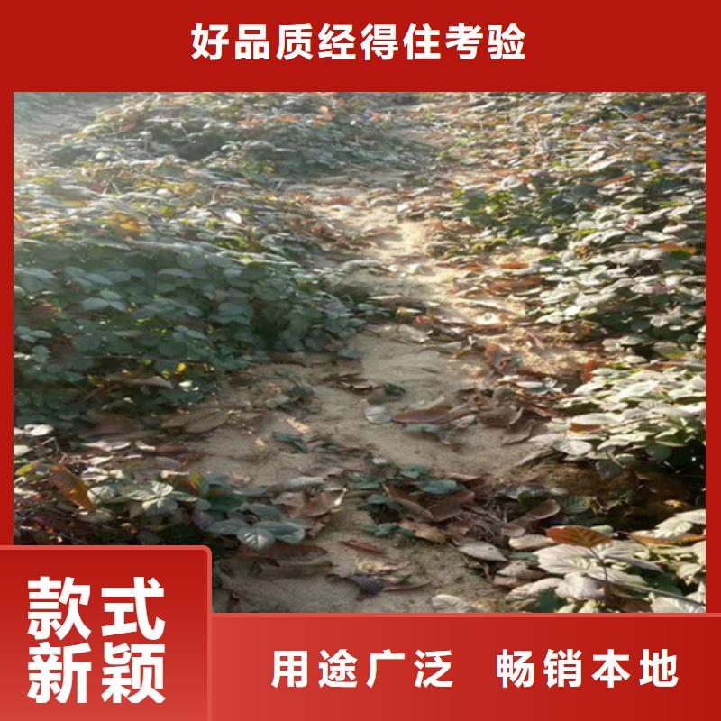 樹莓蘋果苗客戶好評當地經銷商