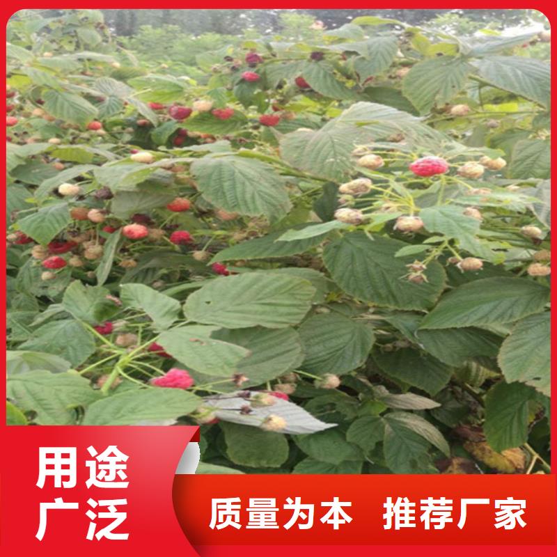 【樹莓】_北美冬青好產品好服務精選廠家好貨
