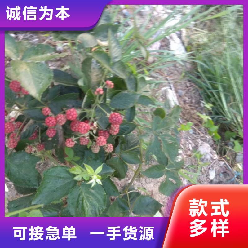 树莓_无花果苗真材实料加工定制现货充足量大优惠