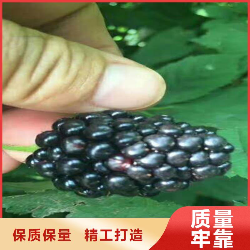 樹莓梨樹苗實地大廠品質保證