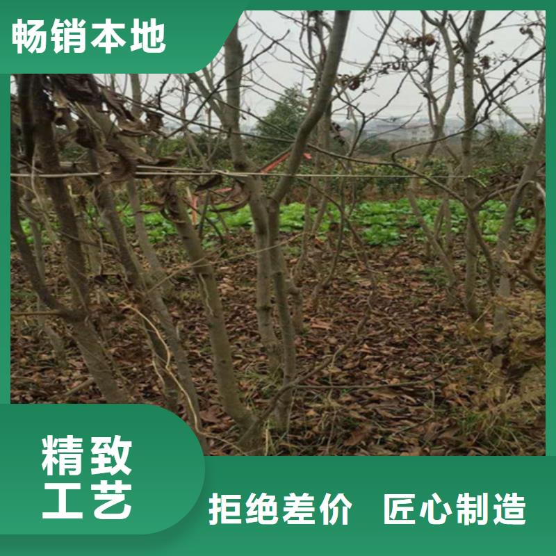 【碧根果】樱桃苗闪电发货高质量高信誉