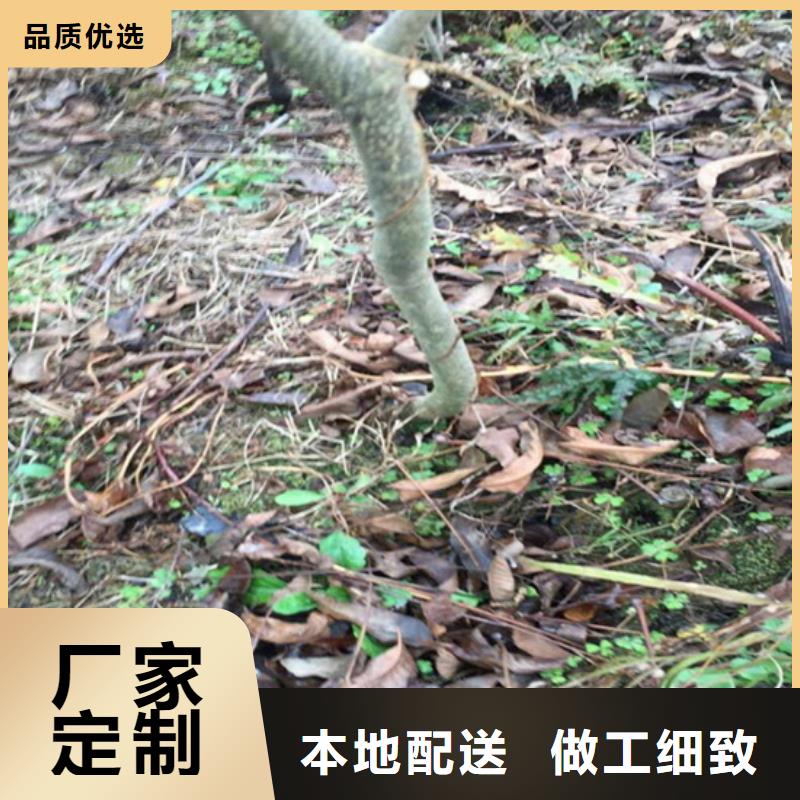 【碧根果】蘋果苗無中間商廠家直銷一對一為您服務