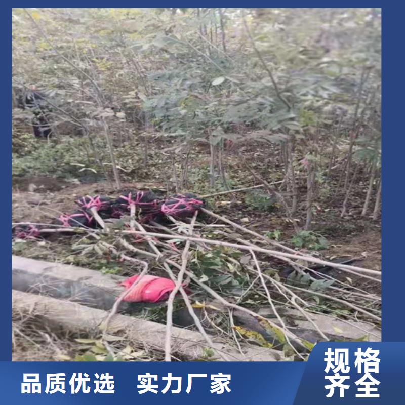 碧根果_桃樹苗行業(yè)優(yōu)選同城廠家