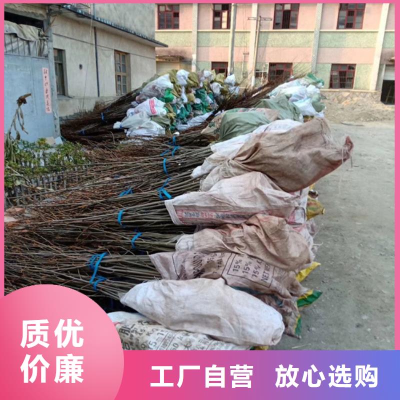 【碧根果】无花果苗标准工艺货到付款