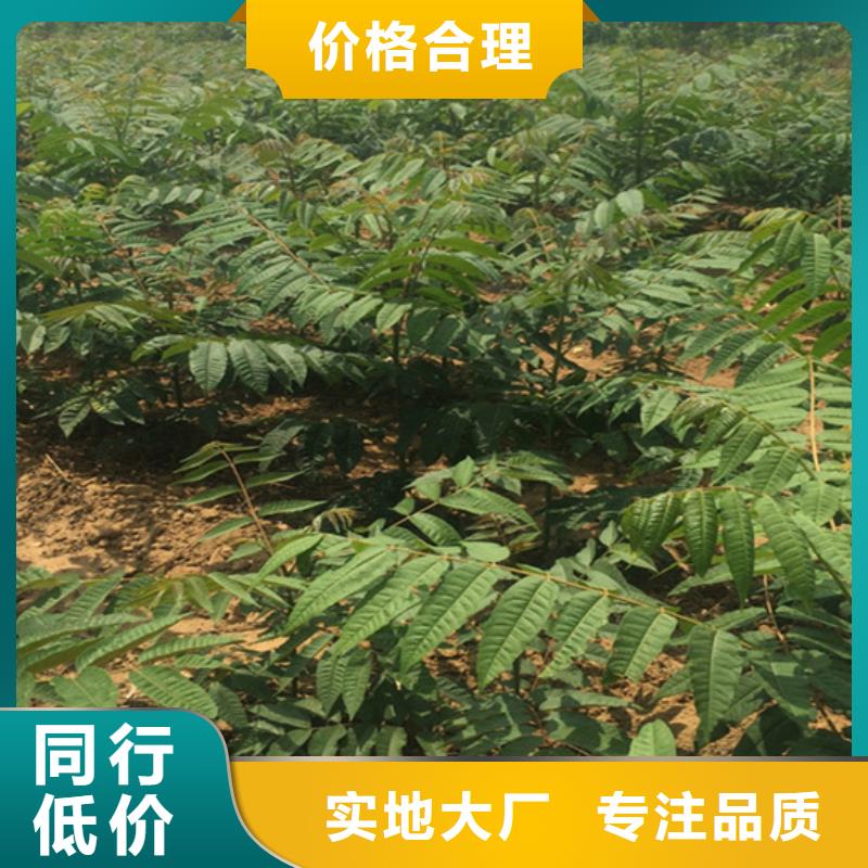 香椿,蘋(píng)果苗物流配貨上門(mén)源頭廠家經(jīng)驗(yàn)豐富