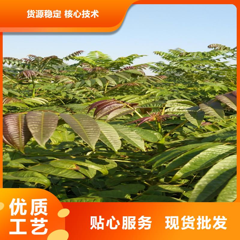 香椿-无花果苗优良工艺同城厂家